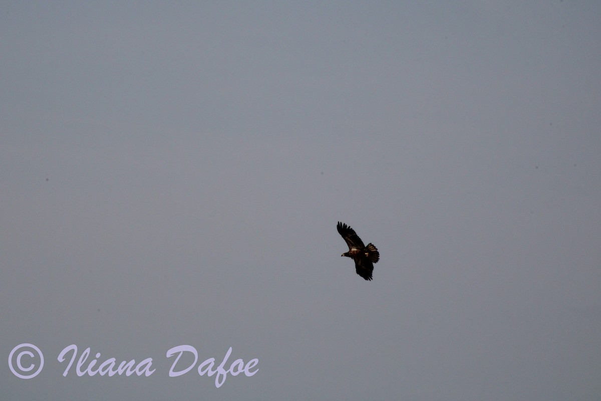 Bald Eagle - Iliana Dafoe