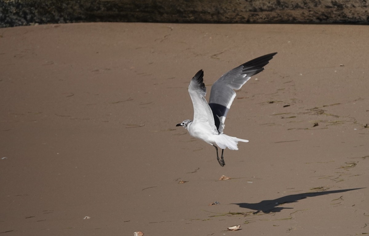 Laughing Gull - ML616162084