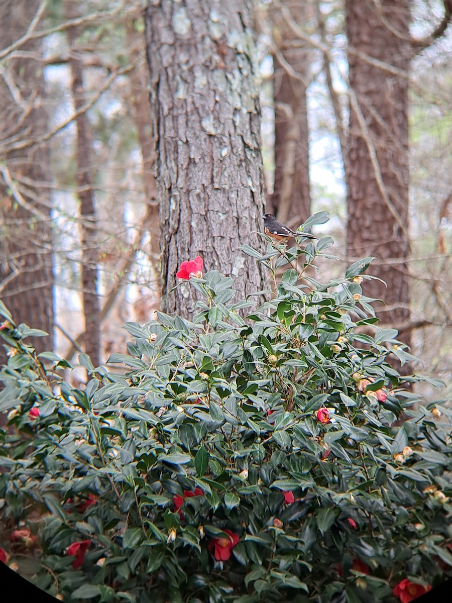 Eastern Towhee - ML616162129