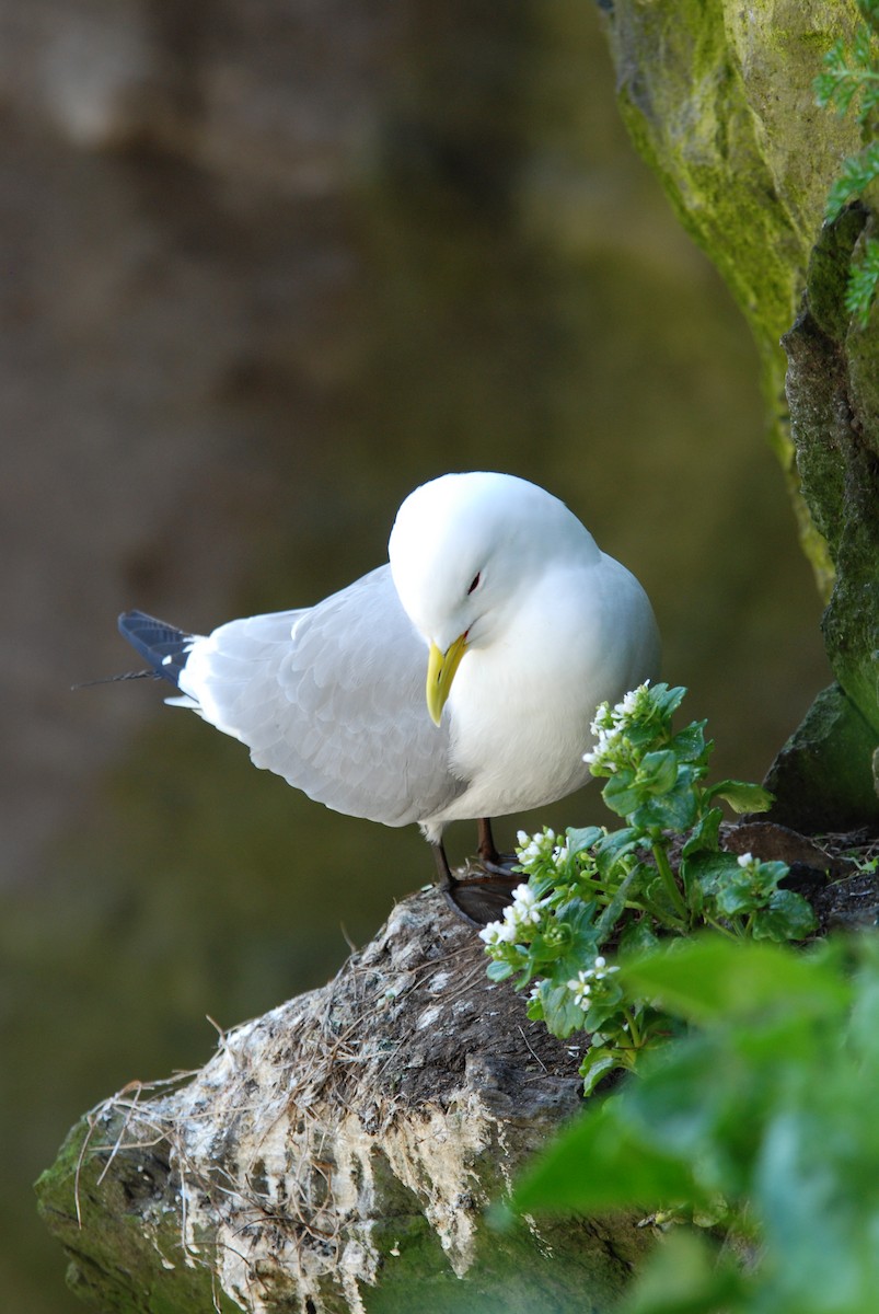 Mouette tridactyle - ML616162152