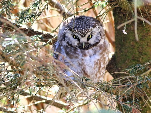 Boreal Owl - ML616162197