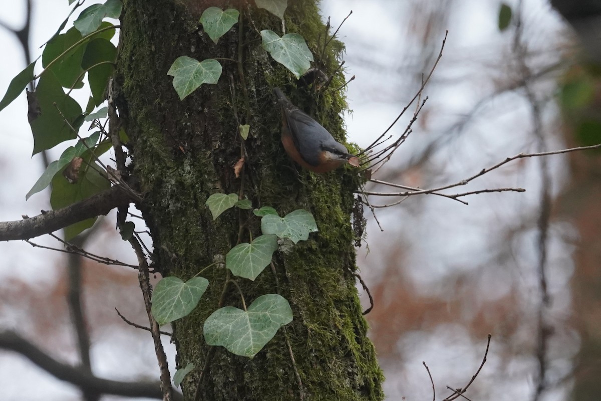 Eurasian Nuthatch - ML616162199