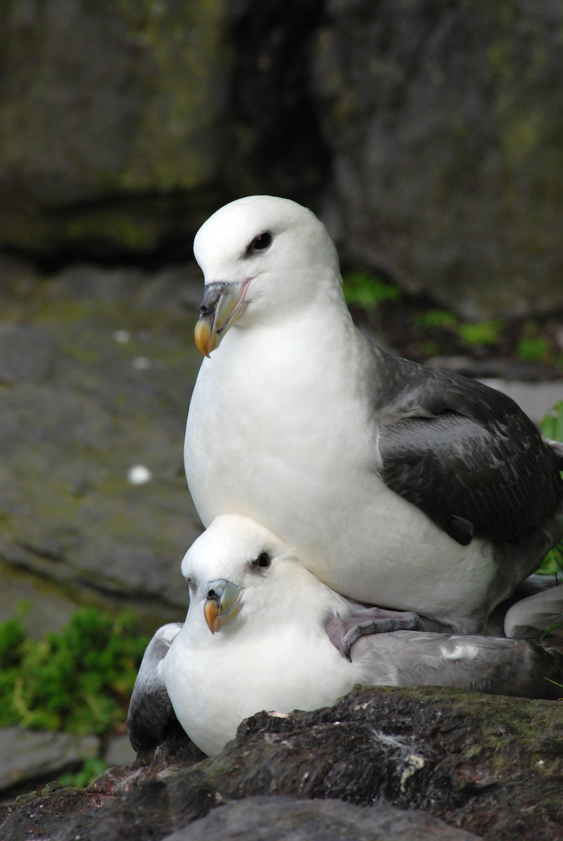 Northern Fulmar - ML616162200