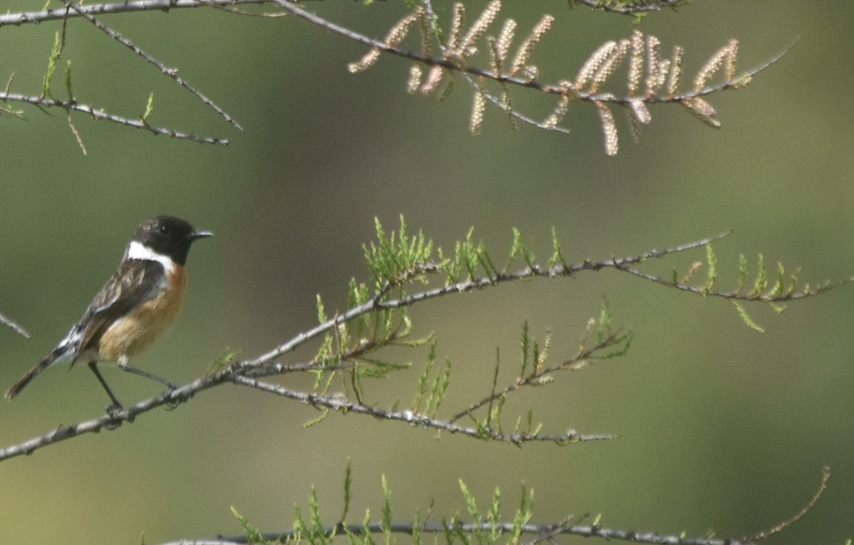 European Stonechat - Luís Santos