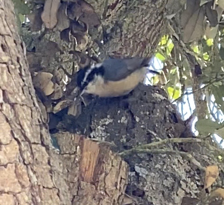 Red-breasted Nuthatch - ML616162210