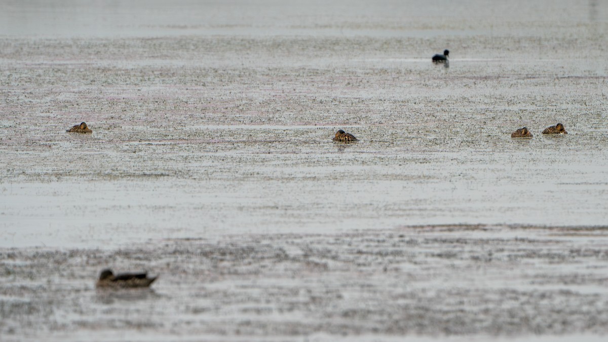 White-backed Duck - ML616162213