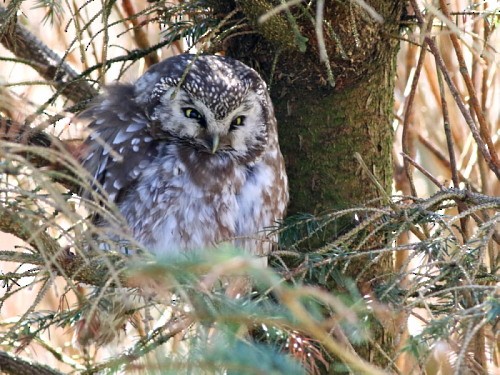 Boreal Owl - ML616162214