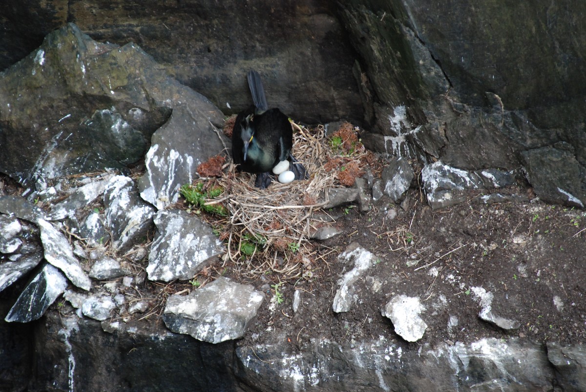 Cormorán Moñudo - ML616162222