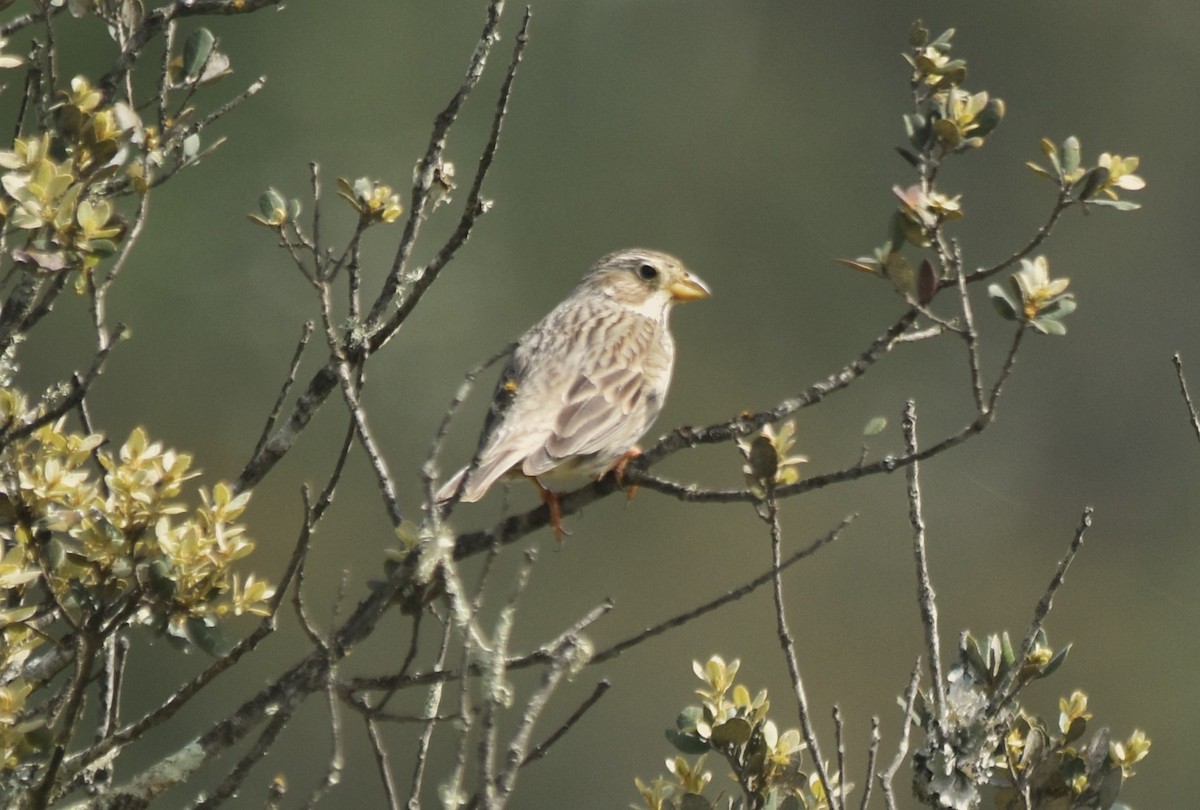 Corn Bunting - Luís Santos