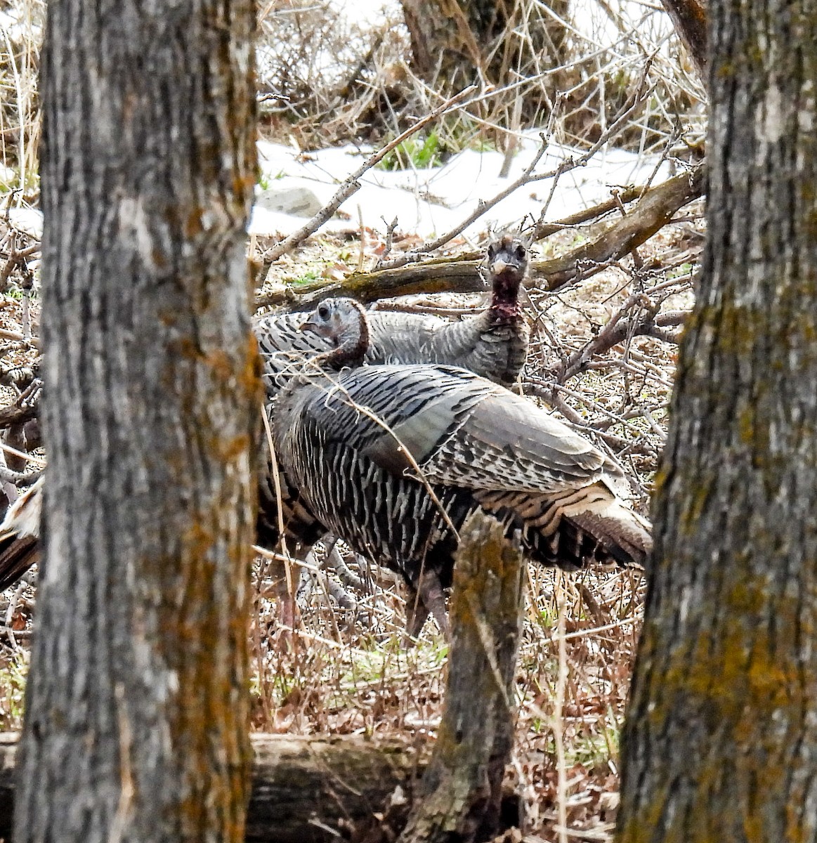 Wild Turkey - Tamara Aho