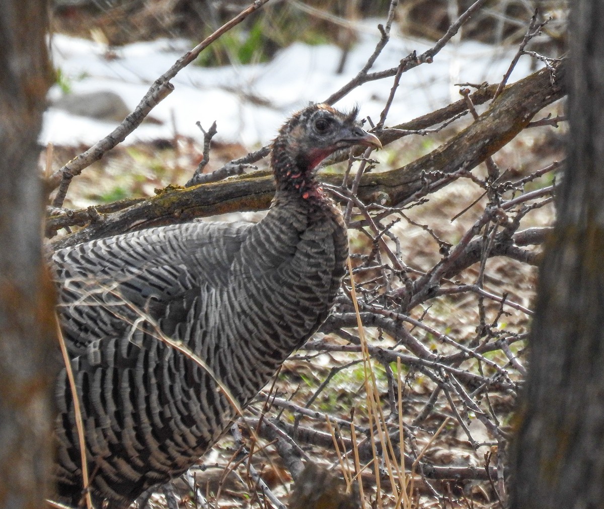 Wild Turkey - ML616162243