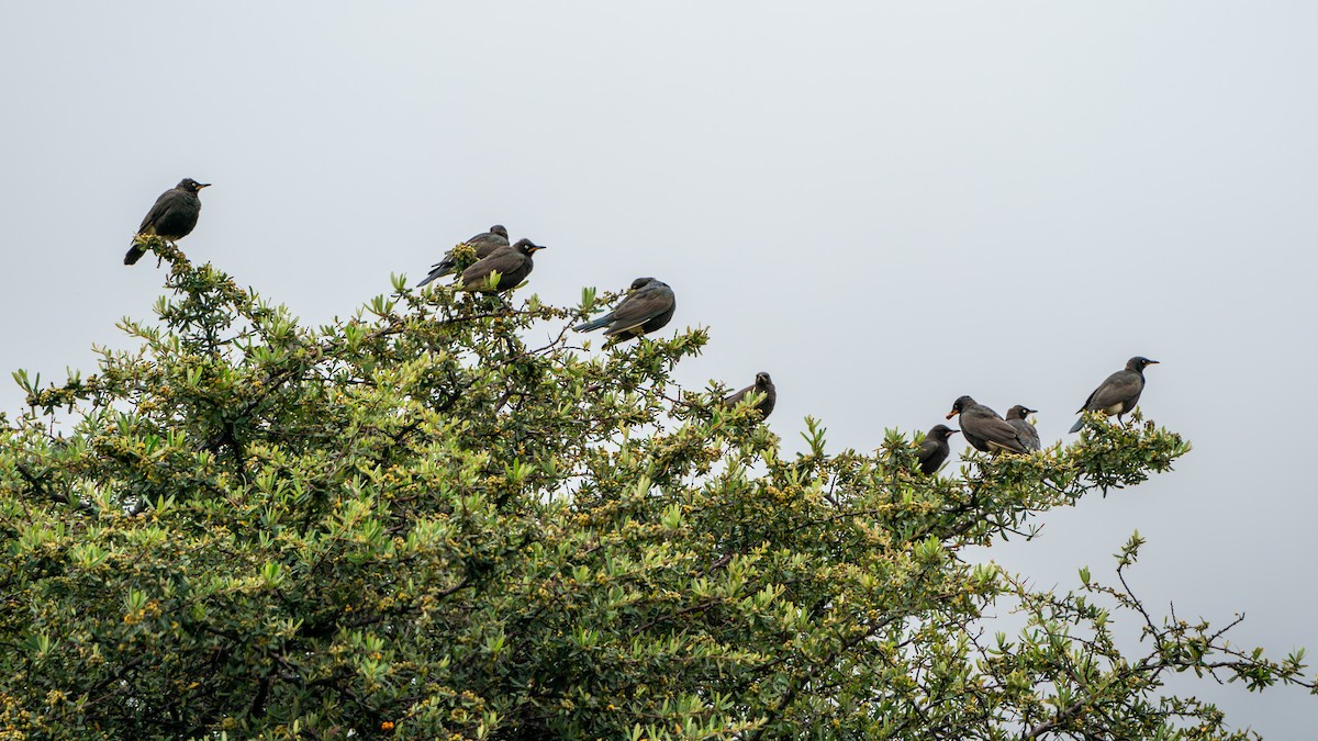 African Pied Starling - ML616162244