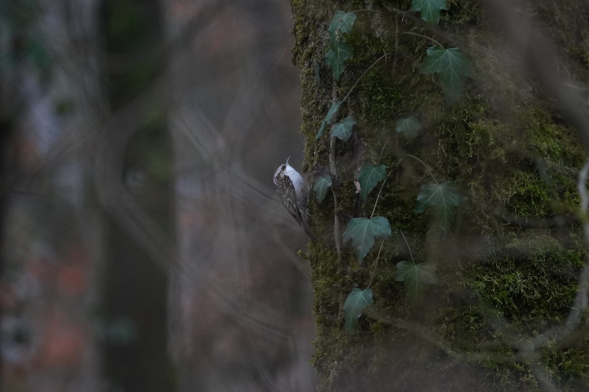 Eurasian Treecreeper - Daniel Pinelli