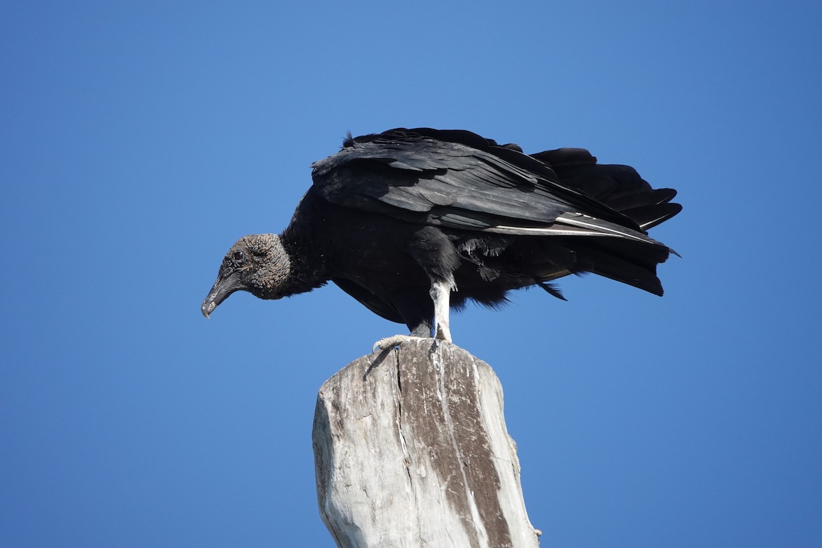 Black Vulture - ML616162293