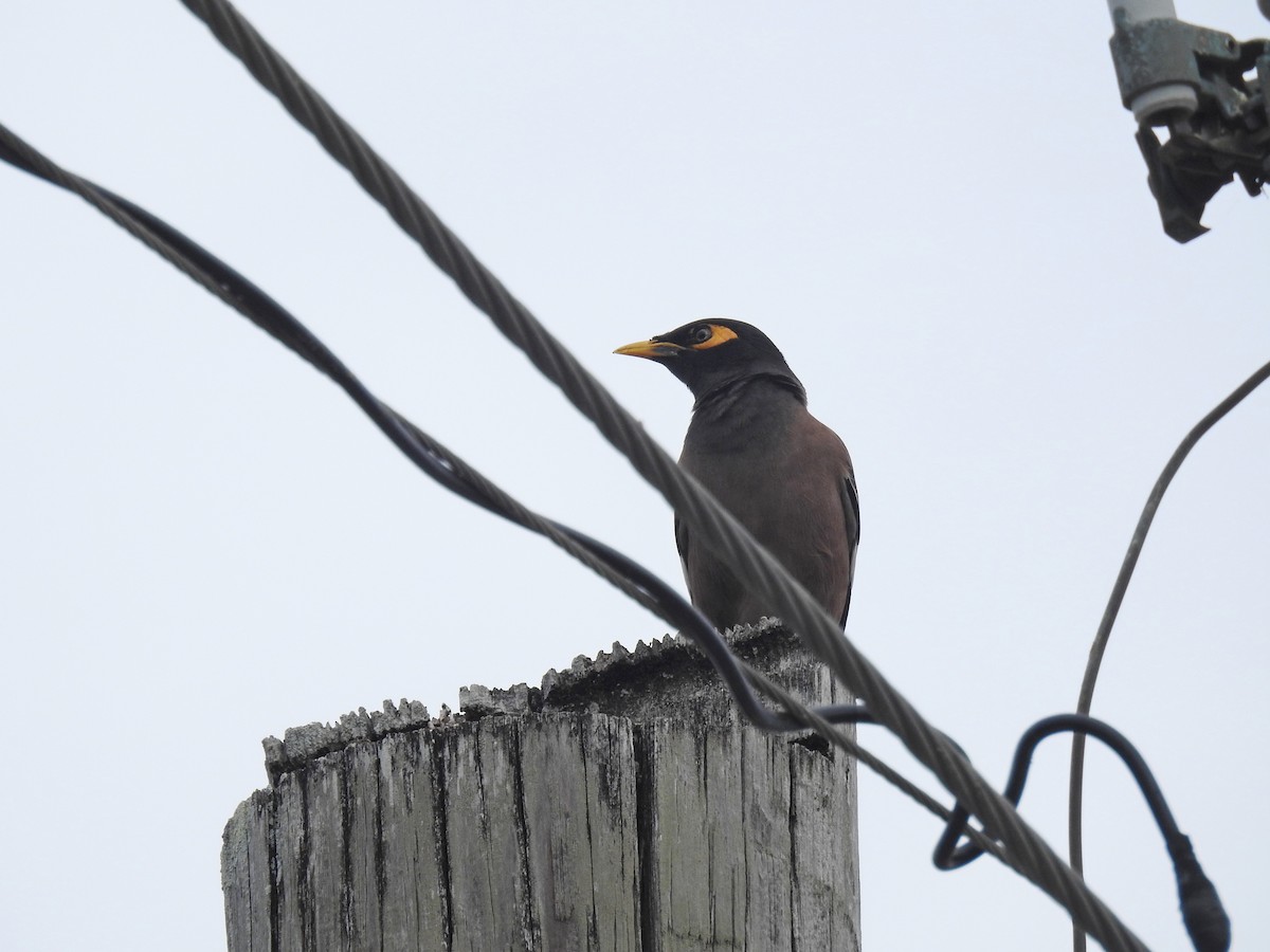 Common Myna - ML616162294