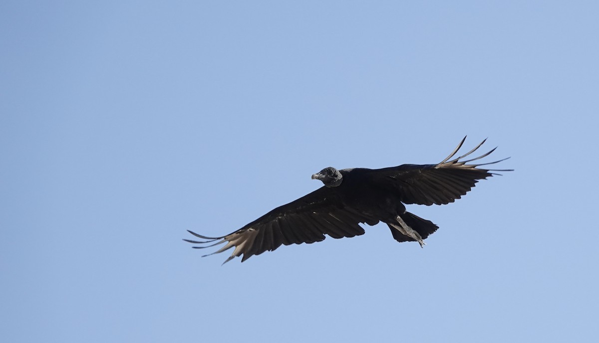 Black Vulture - ML616162296