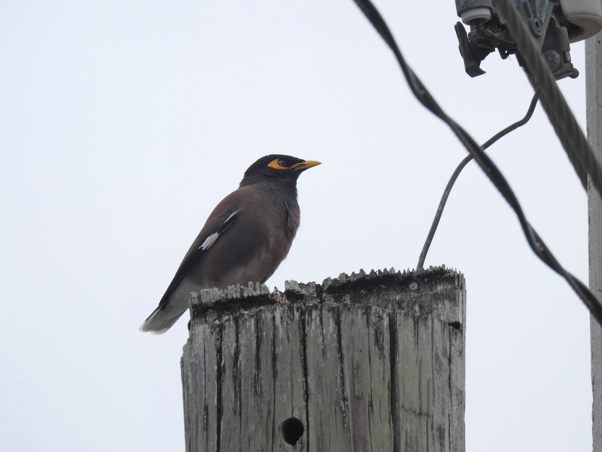 Common Myna - ML616162308