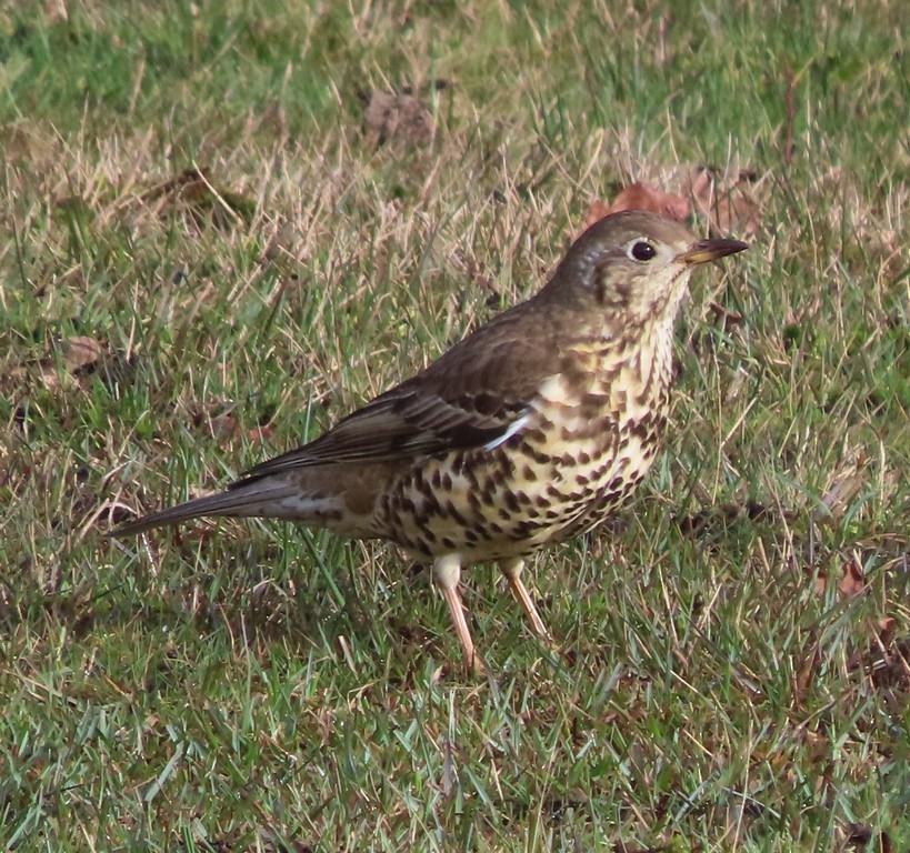 Mistle Thrush - ML616162414