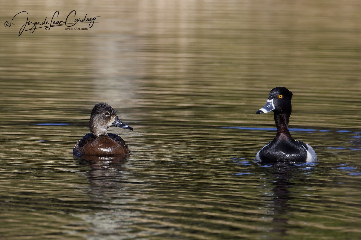 Ring-necked Duck - Jorge de Leon Cardozo