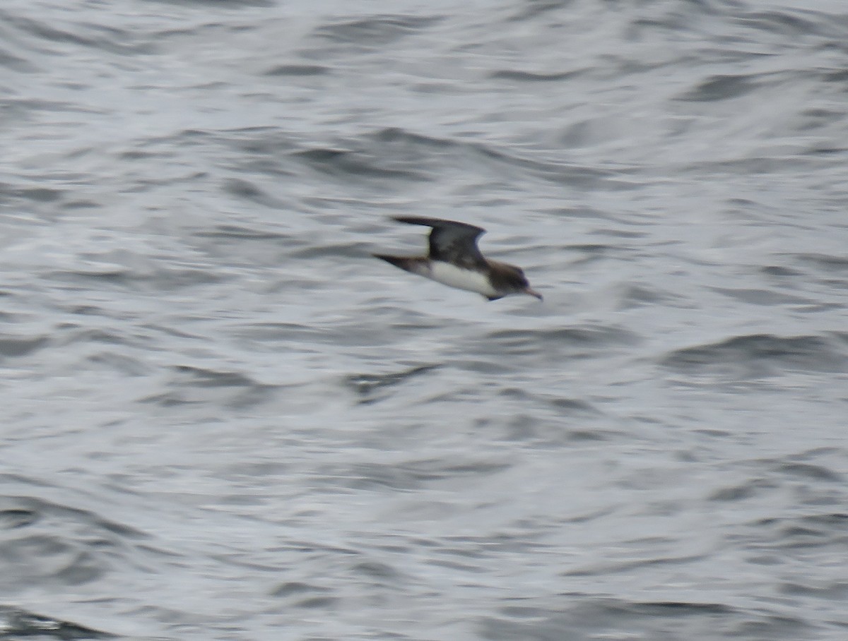 Pink-footed Shearwater - ML616162428