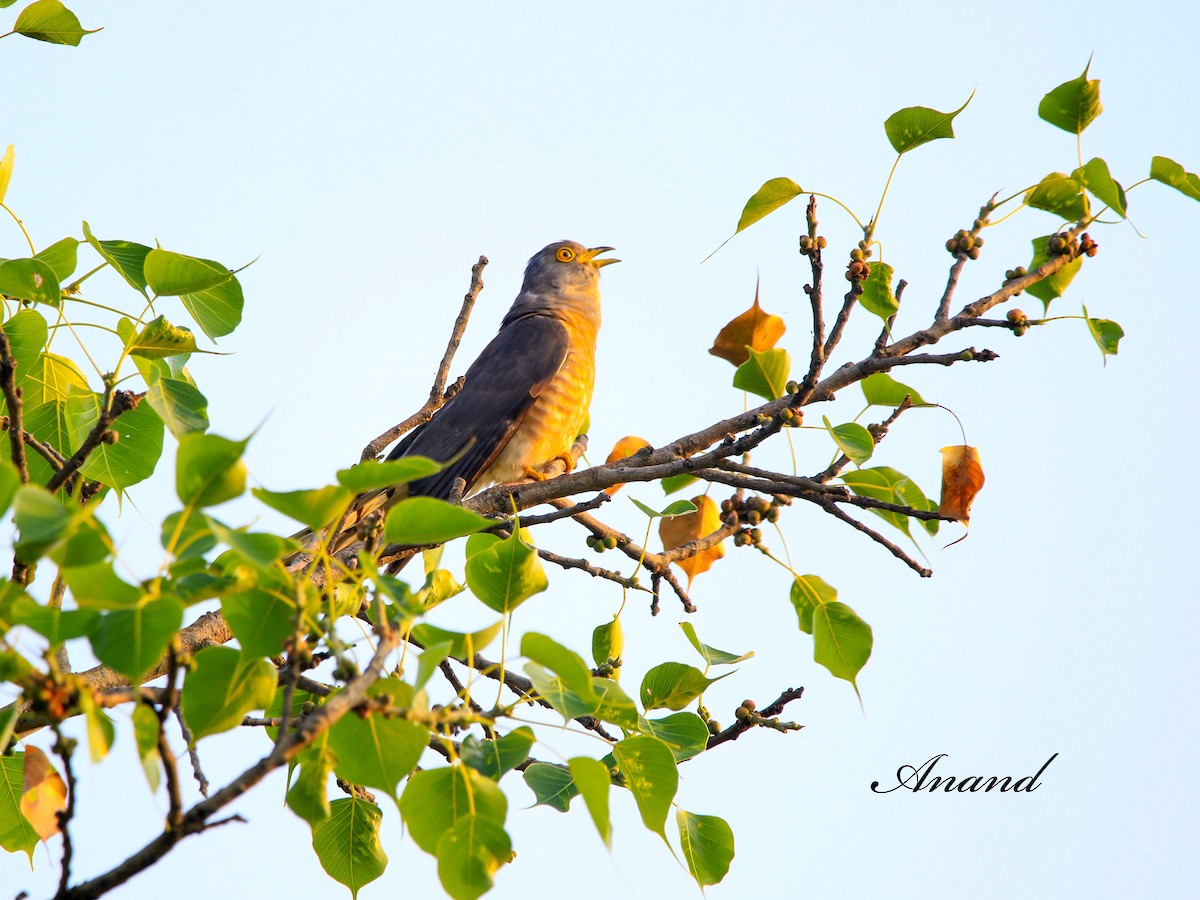 Common Hawk-Cuckoo - ML616162431