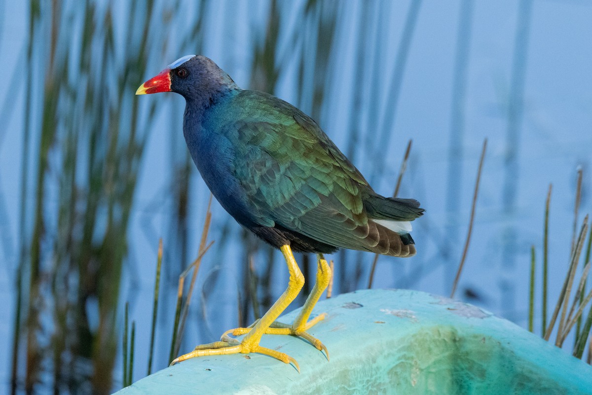 Purple Gallinule - ML616162438