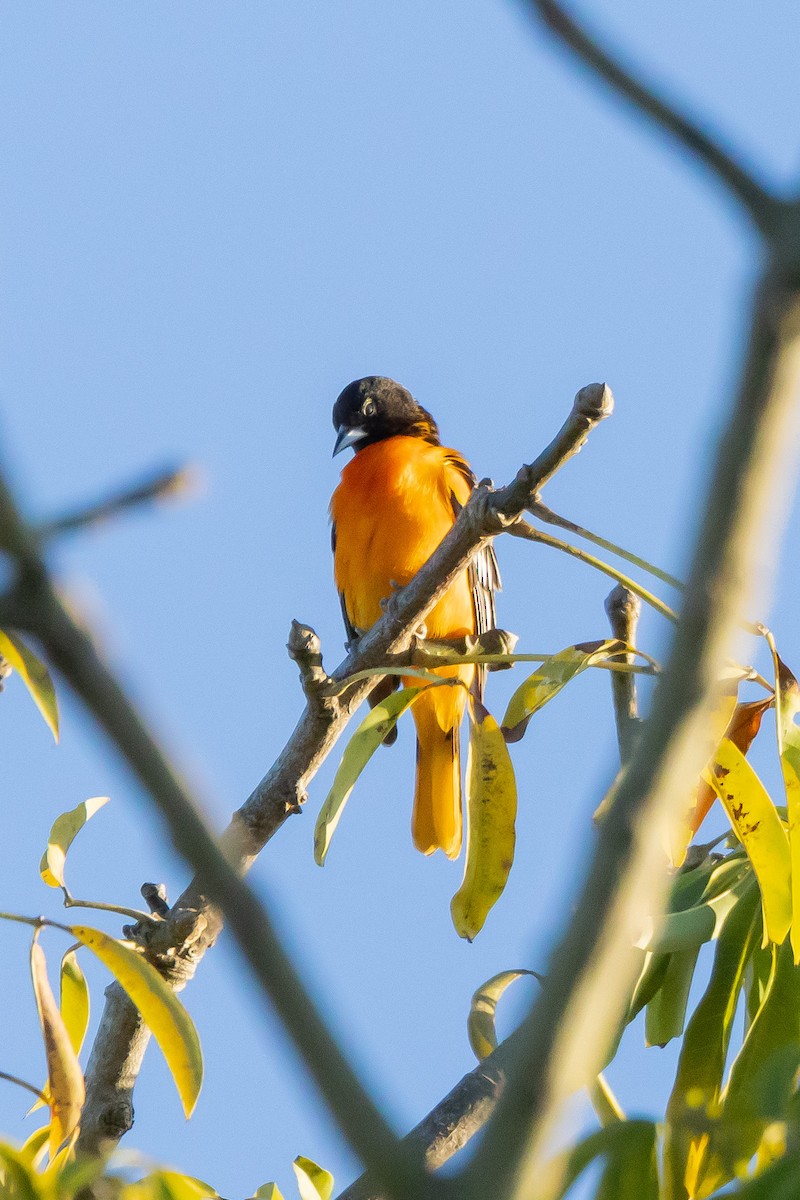 Baltimore Oriole - ML616162494