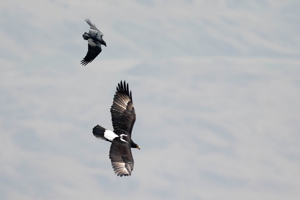 Verreaux's Eagle - Chris Venetz | Ornis Birding Expeditions