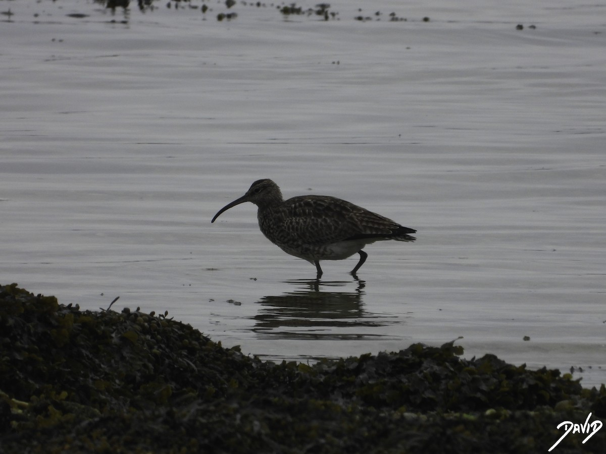 チュウシャクシギ（phaeopus グループ） - ML616162555