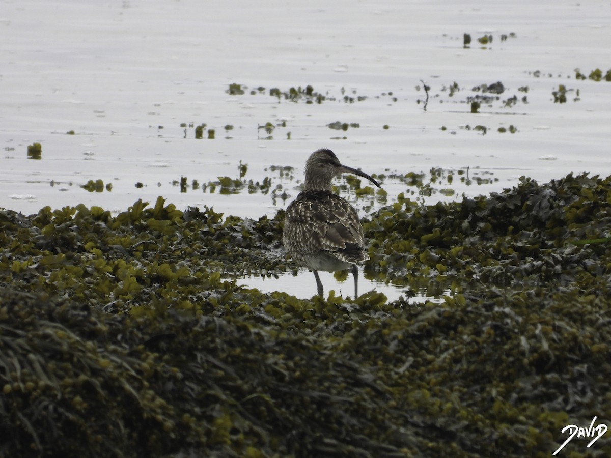 チュウシャクシギ（phaeopus グループ） - ML616162556