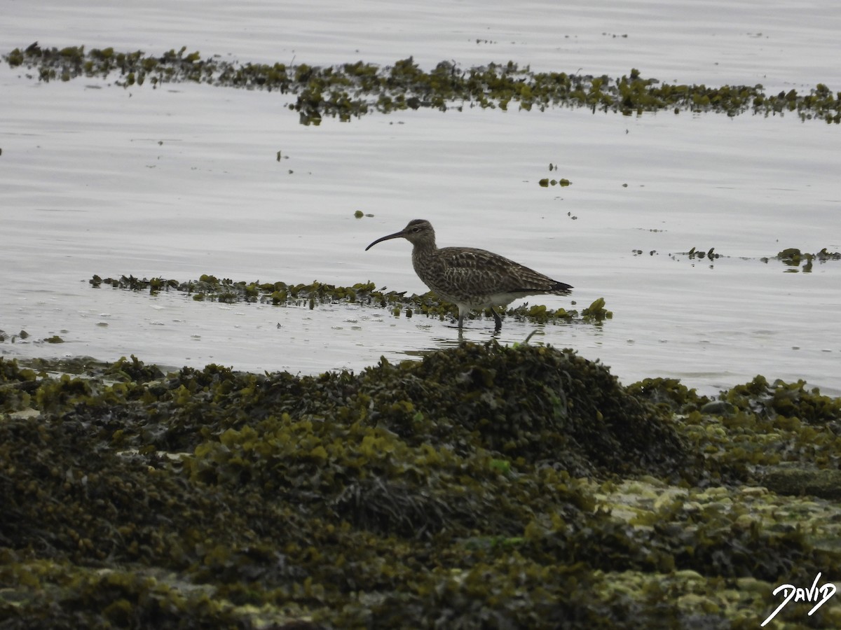 チュウシャクシギ（phaeopus グループ） - ML616162558