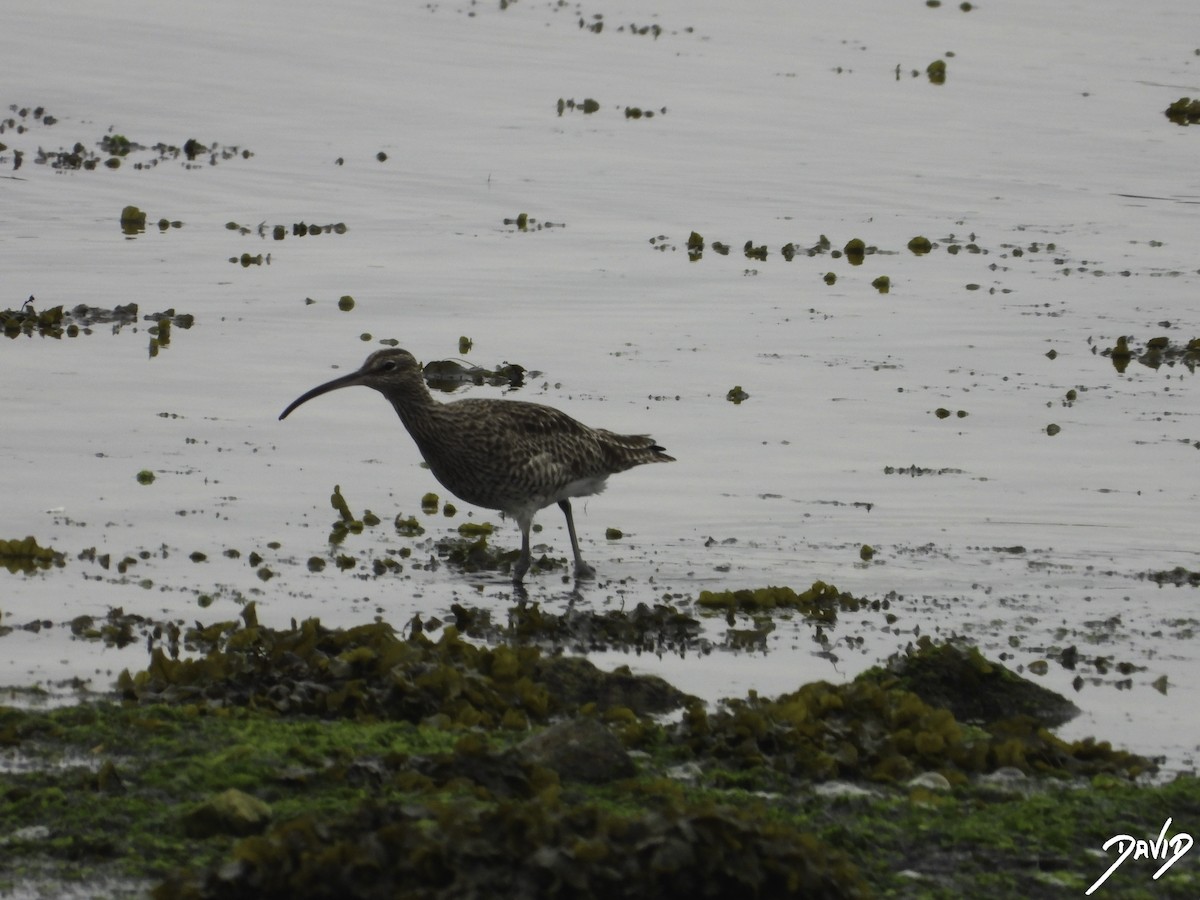 チュウシャクシギ（phaeopus グループ） - ML616162559