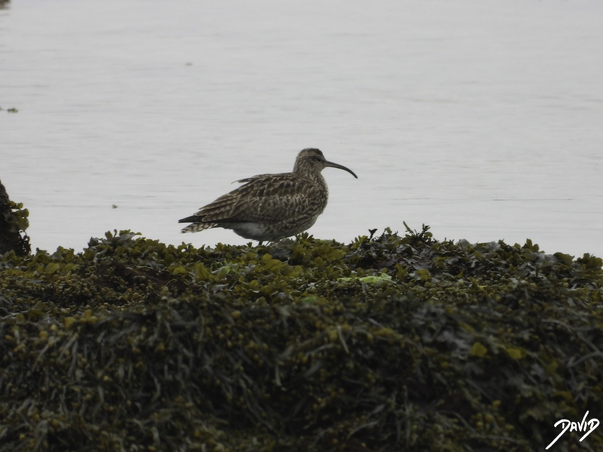 チュウシャクシギ（phaeopus グループ） - ML616162560