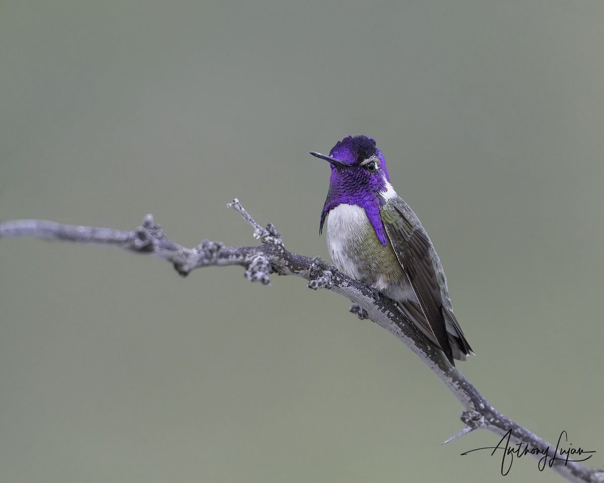 Costa's Hummingbird - ML616162617