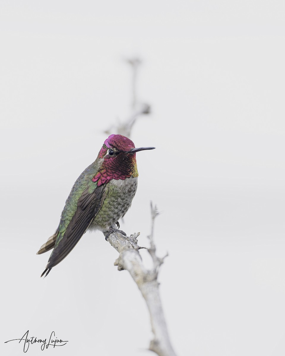 Anna's Hummingbird - ML616162620