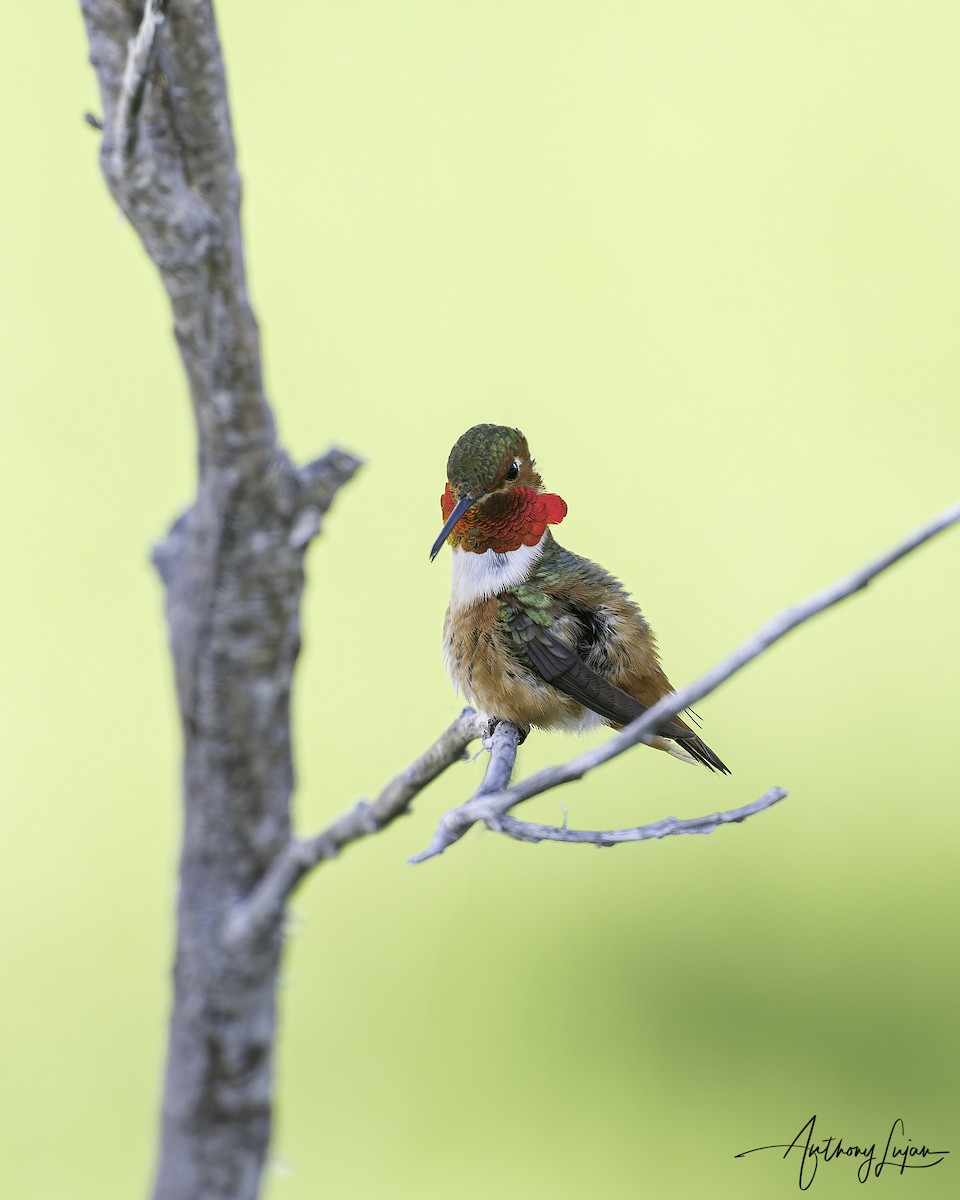 Allen's Hummingbird - ML616162625