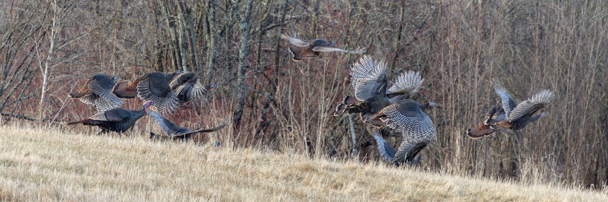 Wild Turkey - ML616162700