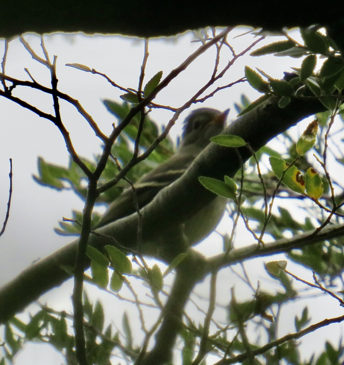 White-crested Elaenia - Sally Bergquist