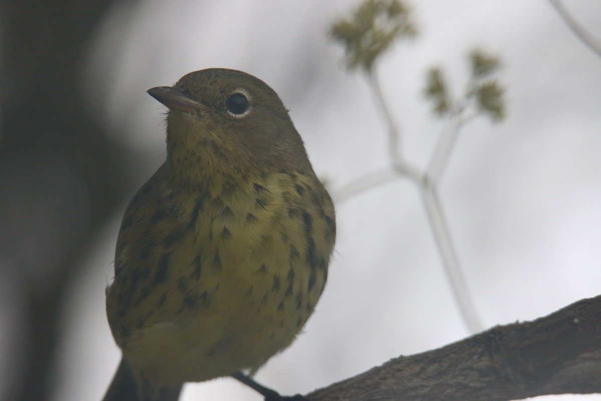 Kirtland's Warbler - ML616162765