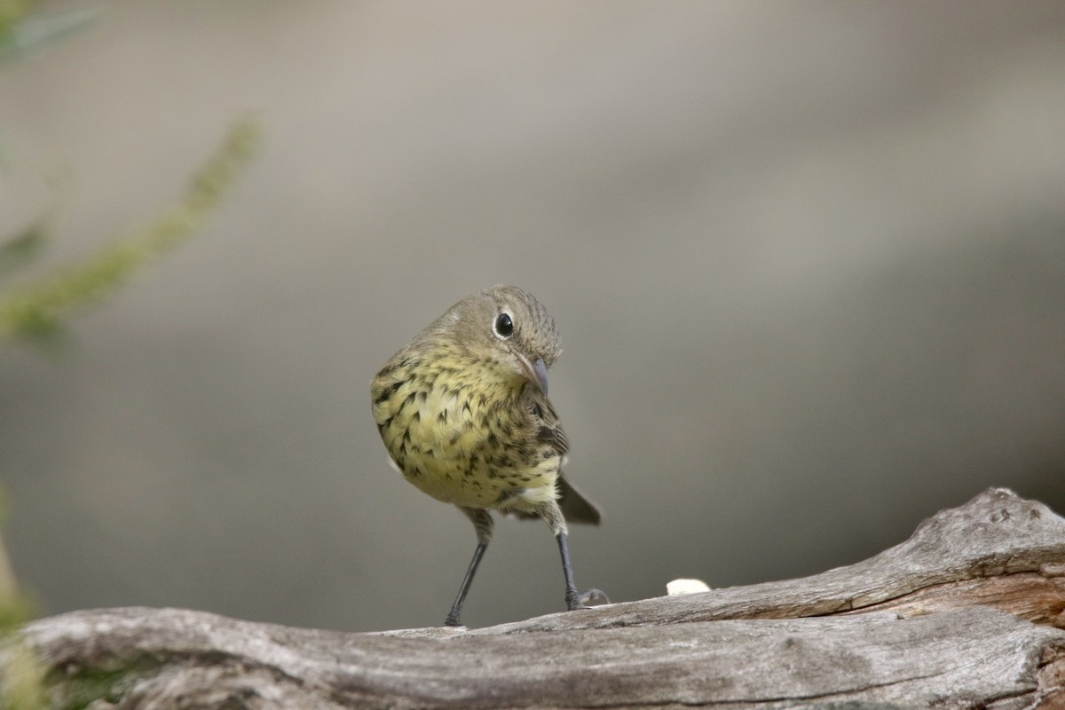 Kirtland's Warbler - ML616162766