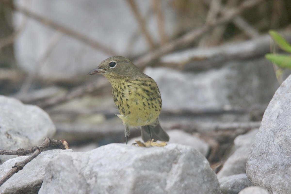 Kirtland's Warbler - ML616162767