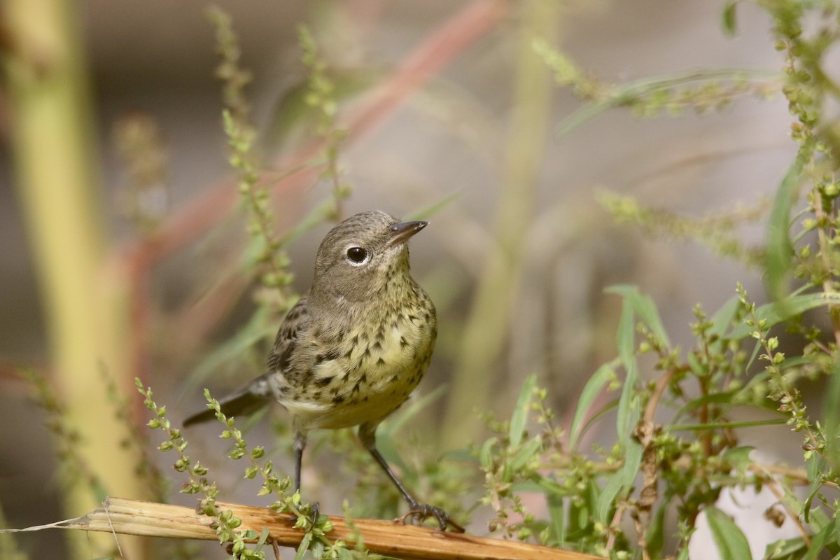 Kirtland's Warbler - ML616162769