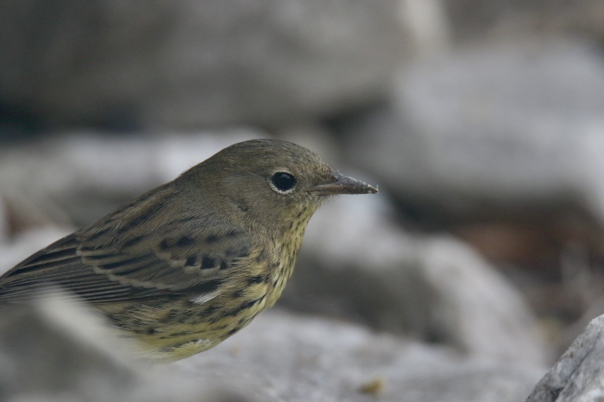 Kirtland's Warbler - ML616162770