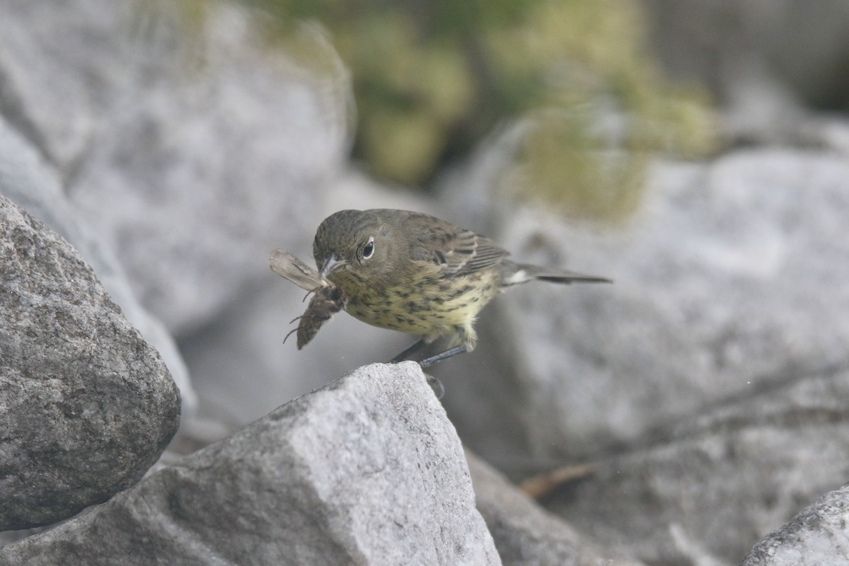 Kirtland's Warbler - Scott Clark