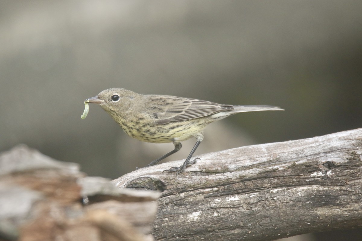 Kirtland's Warbler - ML616162772