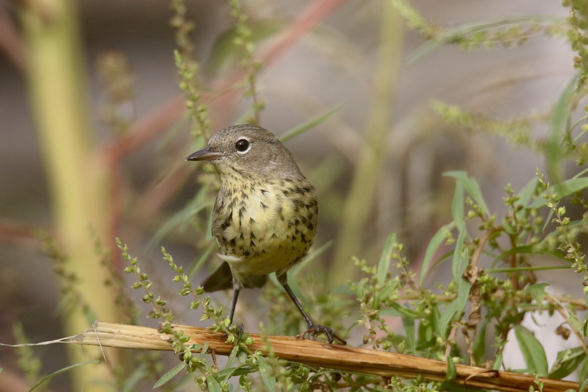 Kirtland's Warbler - ML616162773