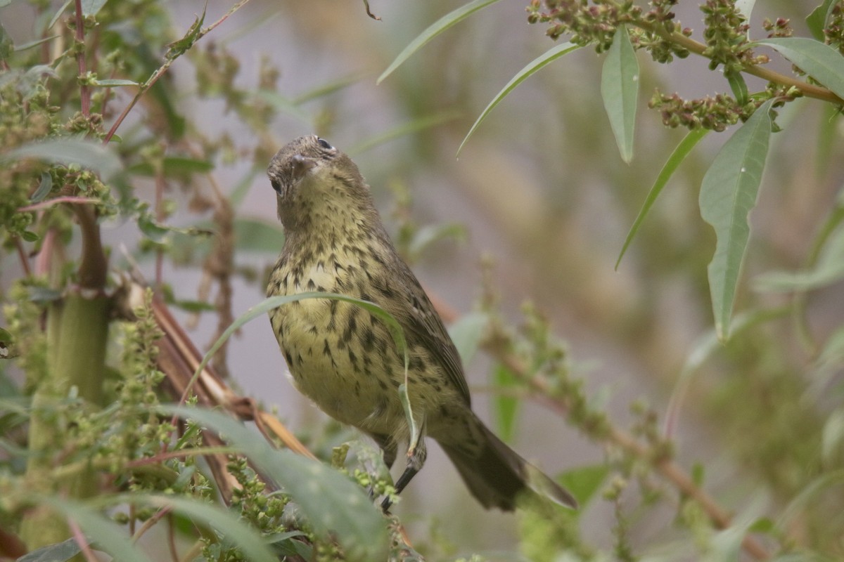 Kirtland's Warbler - ML616162774