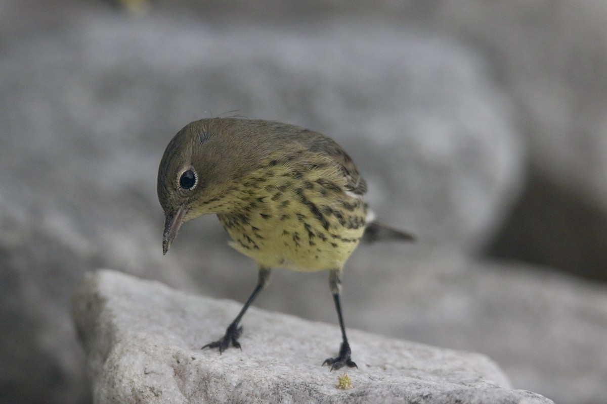 Kirtland's Warbler - ML616162775