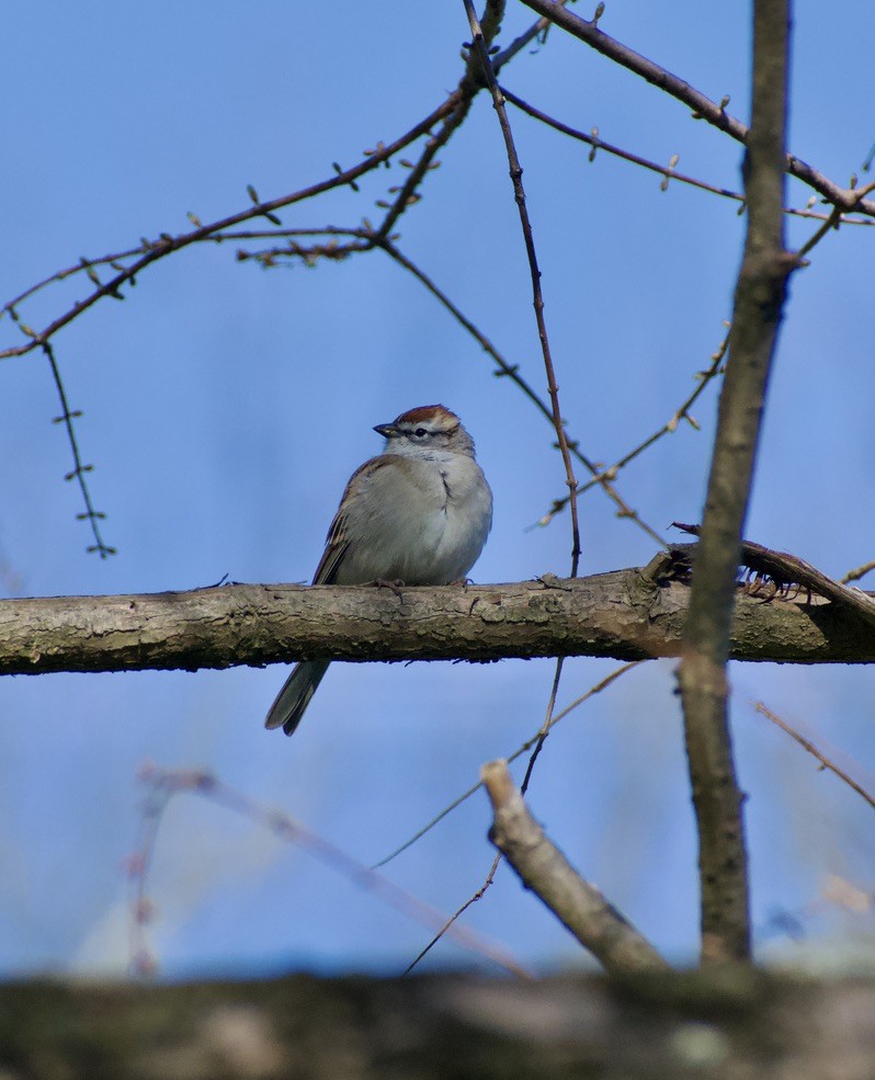 Chipping Sparrow - ML616162780