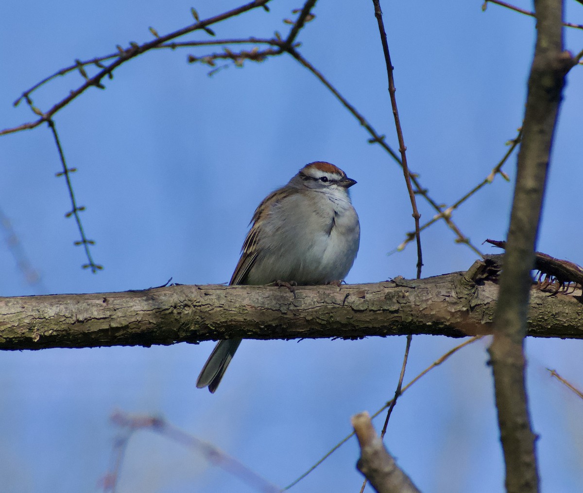 Chipping Sparrow - ML616162781